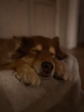 Sovande hund