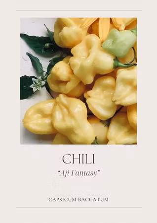 Chili - Sugar Rush Red