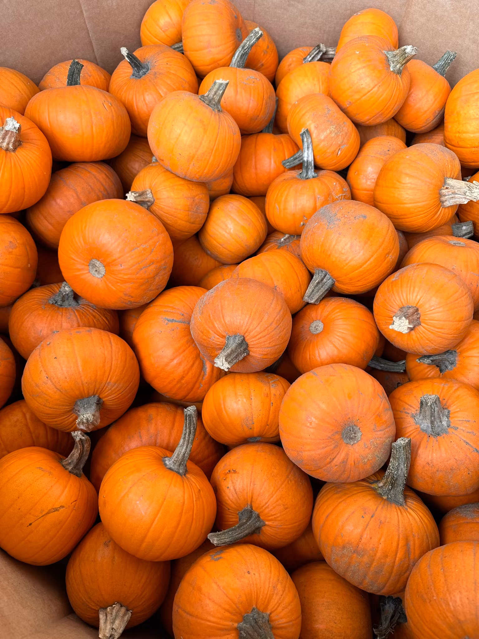 Pumpa 🎃