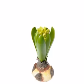 Hyacint - Sonbol