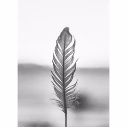 Poster 50x70, Feather