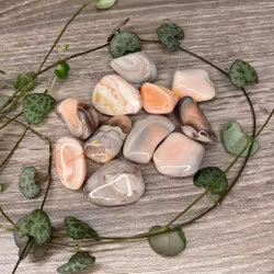 Rosa Botswanaagat Trumlad