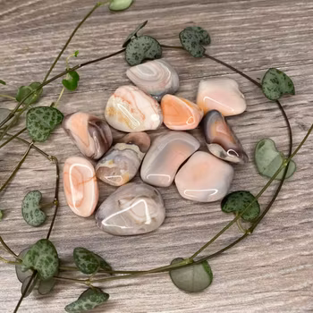 Rosa Botswanaagat Trumlad