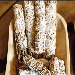 Vit salvia - Smudge, Stor