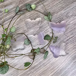 Fjäril Regnbågsflourit