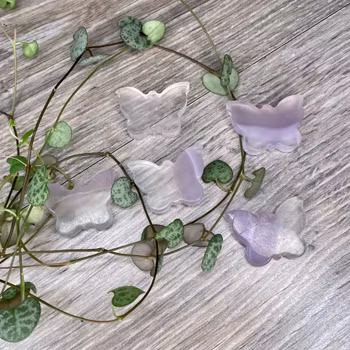 Fjäril Regnbågsflourit