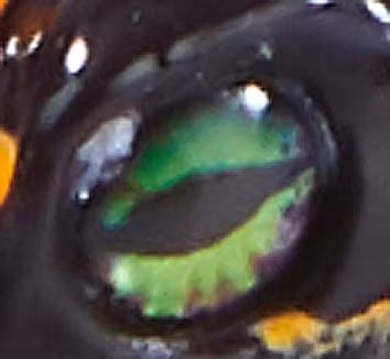 CloneFrog Spicy Rainbow