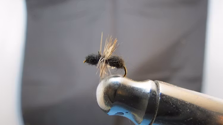 Black Ant torr fluga