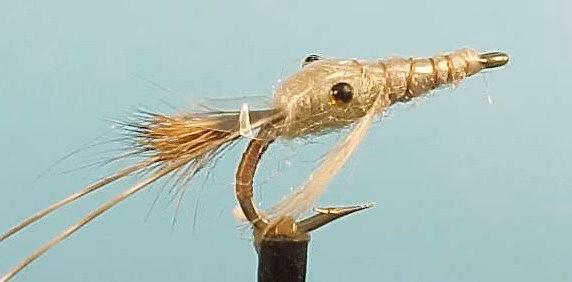 Gray Shrimp #4