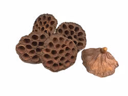 Pangdubia - Lotuskapsel liten