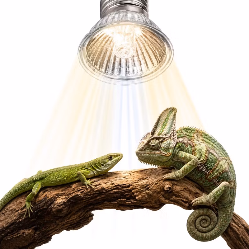 Terrario Tayenna 50W - mini halogen UVB
