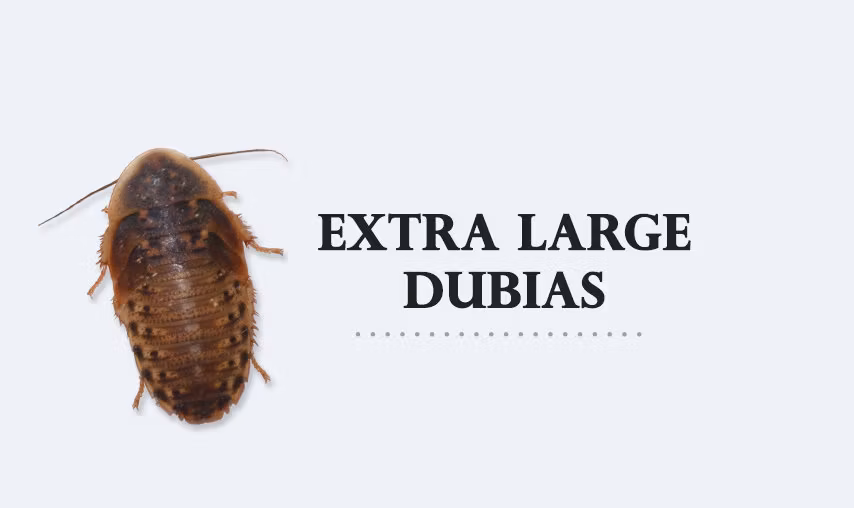 B.dubia