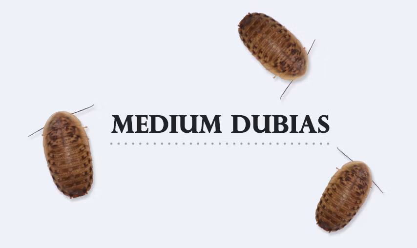 B.dubia