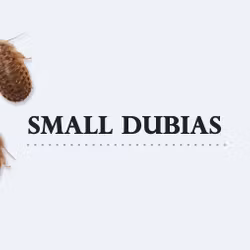 B.dubia