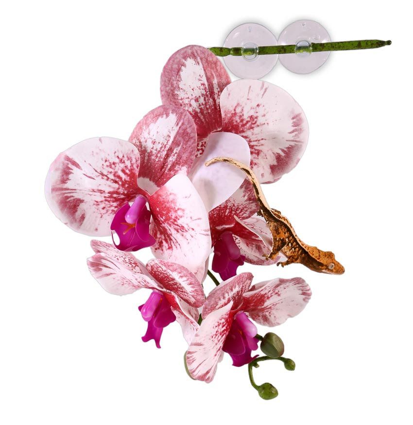 Pangea Hängande Orkidé Vit/Rosa