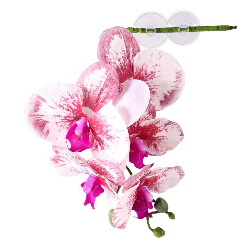 Pangea Hängande Orkidé Vit/Rosa