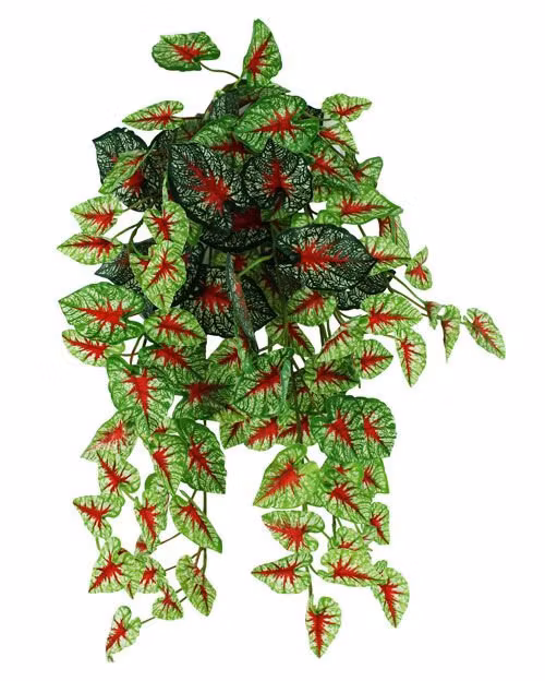 Pangea hängande växt Caladium 60 cm