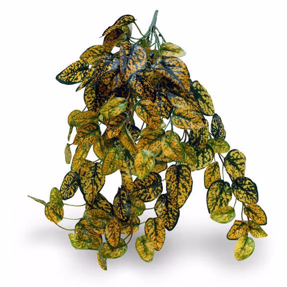 Pangea hängande växt Aukuba (Japanese laurel) 60cm