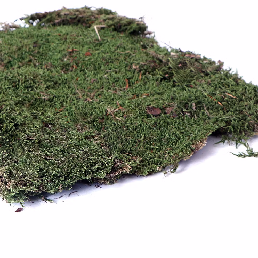 Terrario Shadow Forest Moss - Naturlig mossa