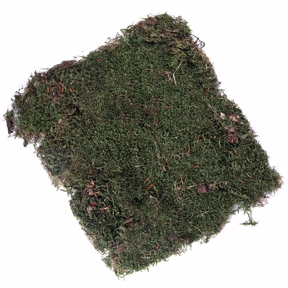 Terrario Shadow Forest Moss - Naturlig mossa