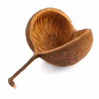 Nature Terra - Buddha Nuts