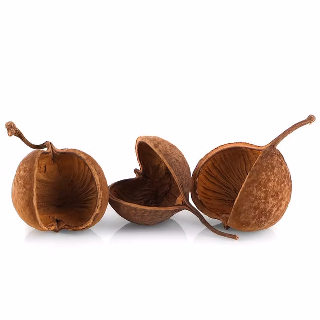 Nature Terra - Buddha Nuts