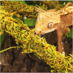 Lian med naturlig mossa 2 cm x 2m