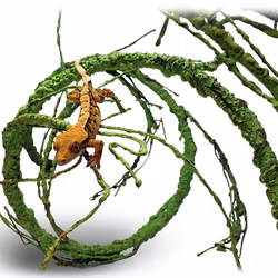 Pangea Ultimate lian med grenar.