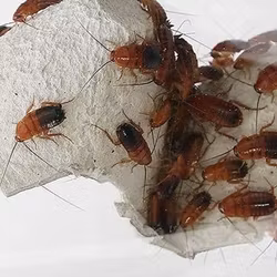 Red runners (Shelfordella lateralis)