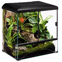 Terrariepaket regnskog 60x45x55