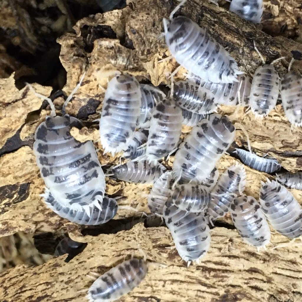 Porcellio laevis (Dairy cow)