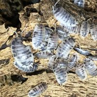 Porcellio laevis (Dairy cow)