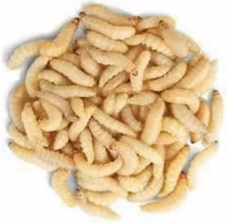 Vaxmott 25g (ca 60st)