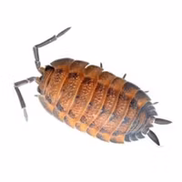 Isopod Super set