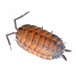 Isopod Super set