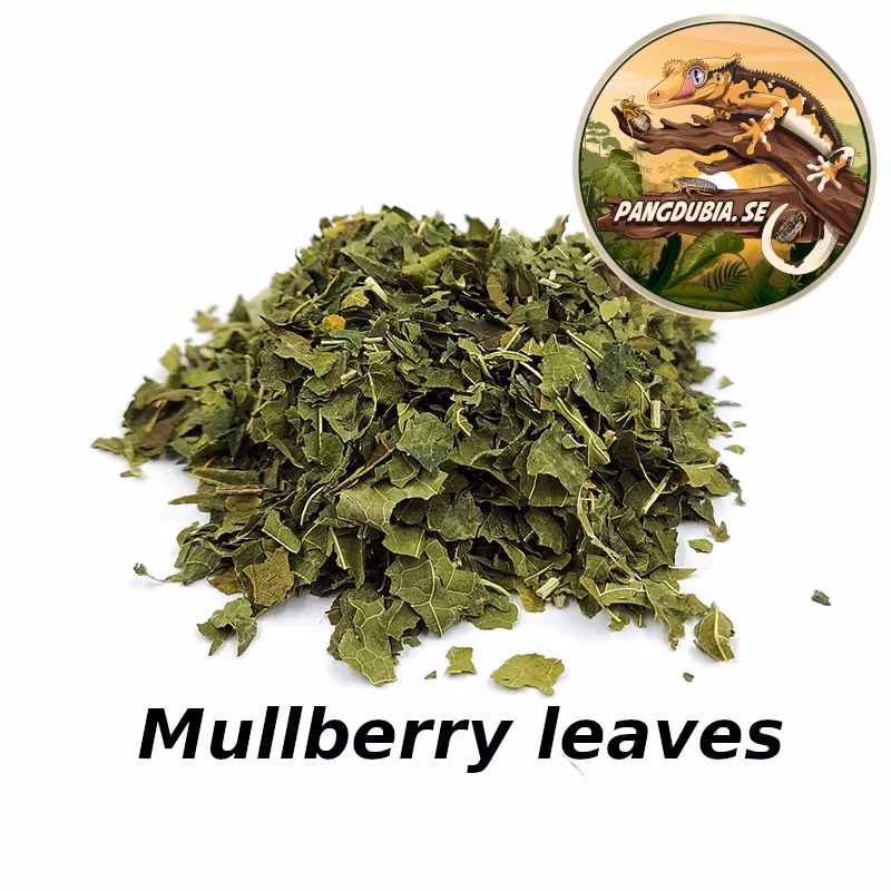 Pangdubia Mullberry leaves 1L
