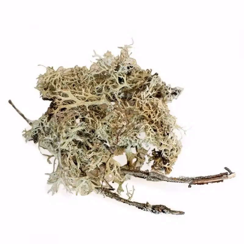 Grenmossa (branch moss) 50g