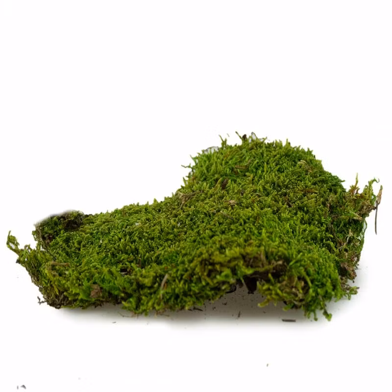 Forest moss