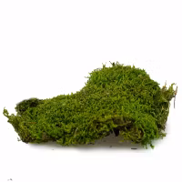 Forest moss