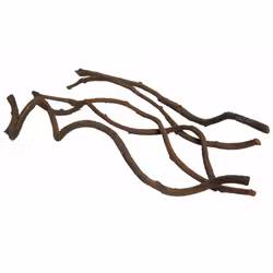 Pangdubia Curly Liana 60 cm