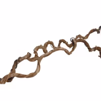 Pangdubia Crazy wrapped Liana 60-70cm