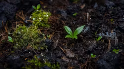 Pangdubia Jungle Base 5l