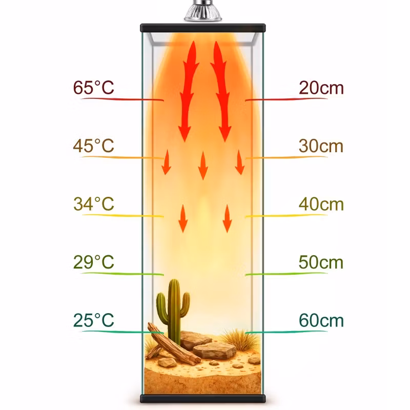 Terrario Tayenna 50W - mini halogen UVB
