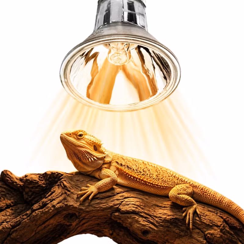 Terrario Nadara Pro 50W - Halogen
