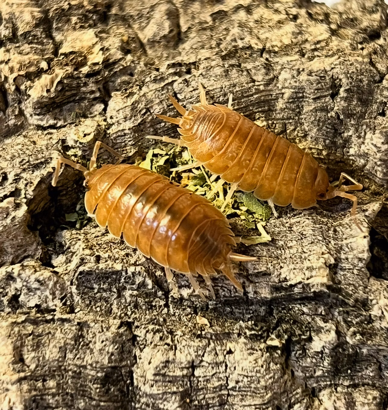 Porcellio laevis "Orange"