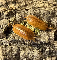 Porcellio laevis "Orange"