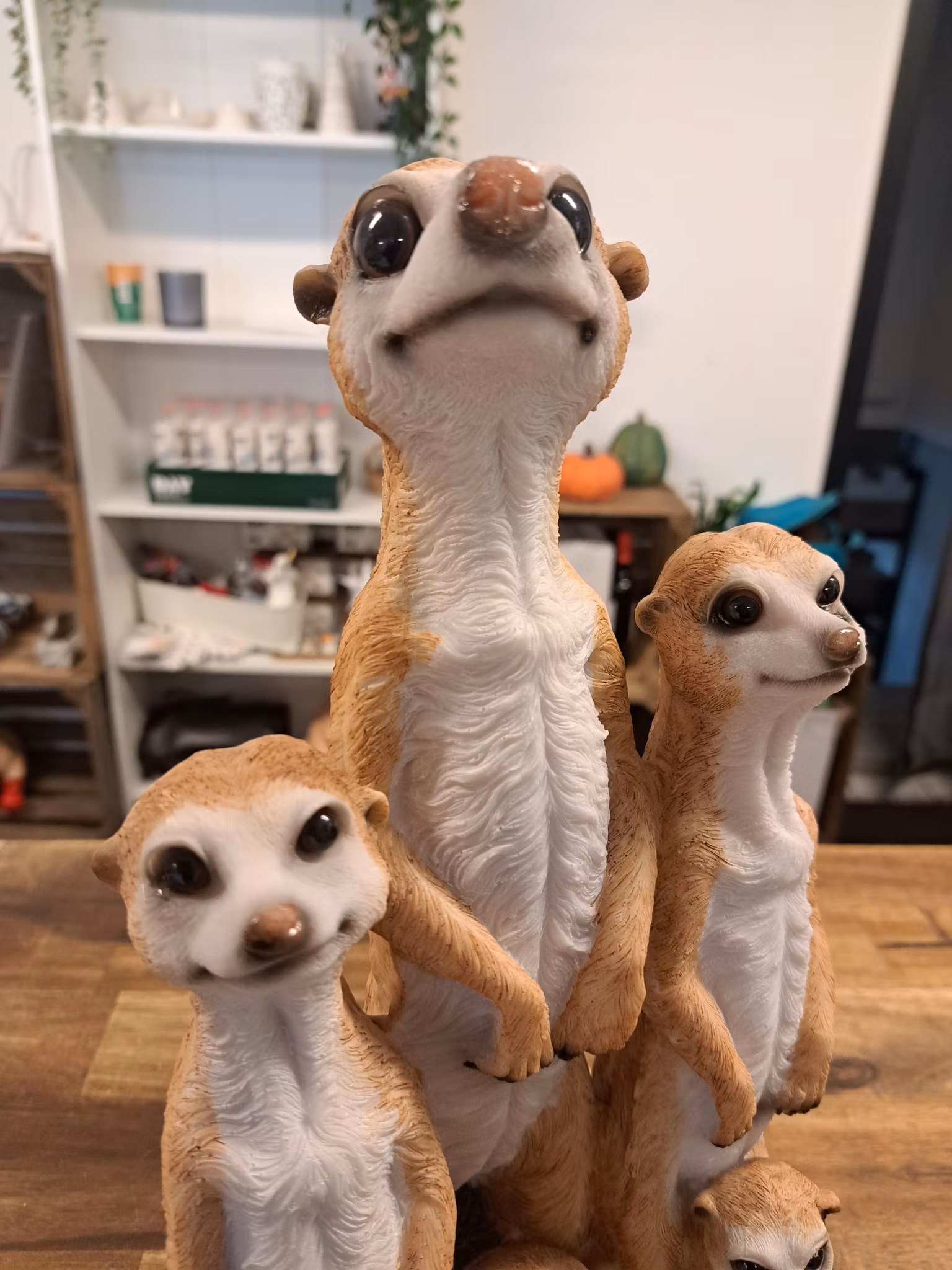 Meerkat-familien