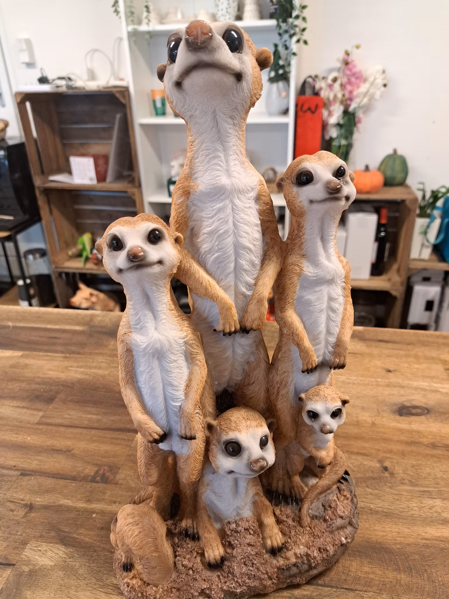 Meerkat-familien