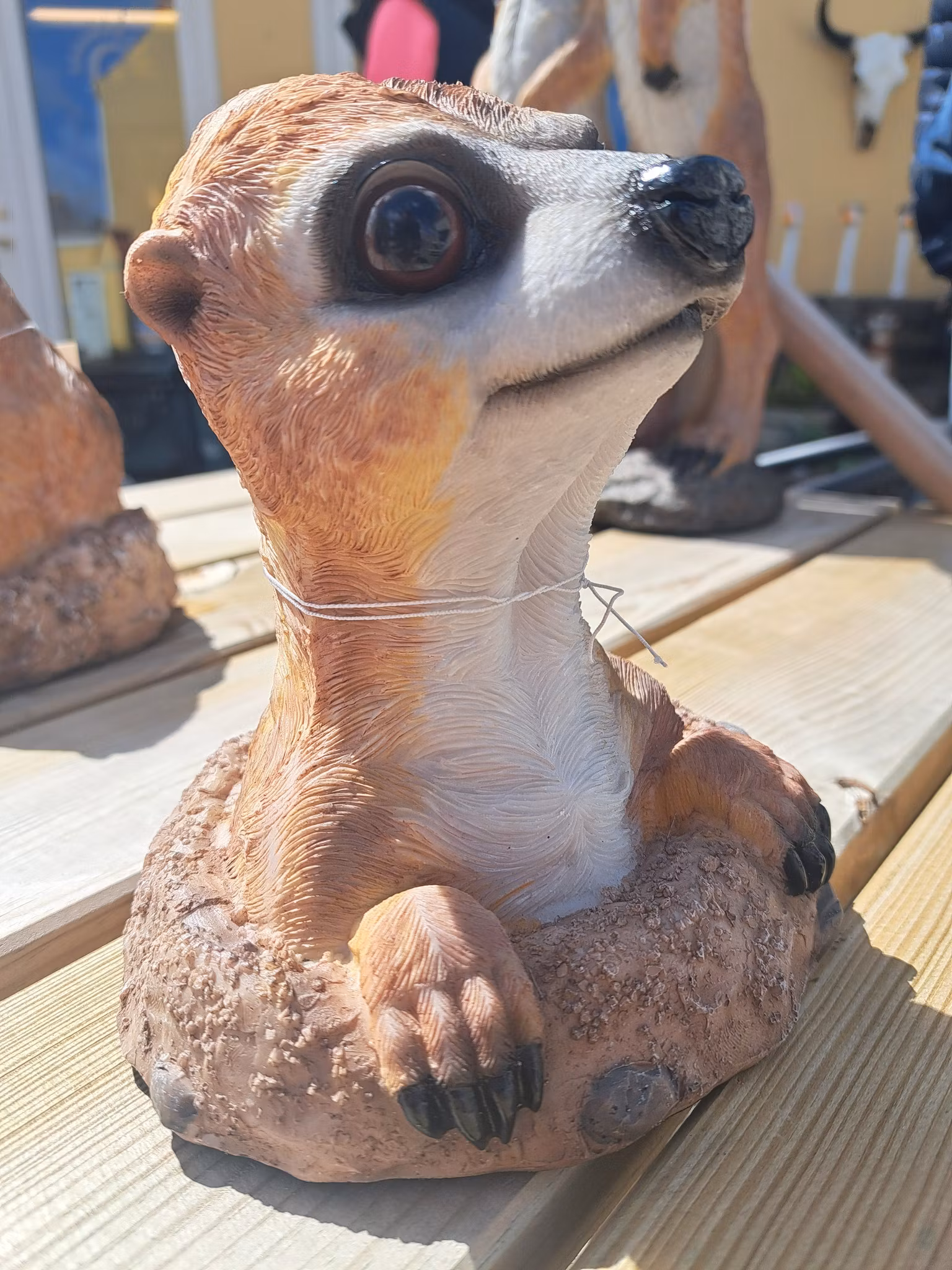 Meerkat grave