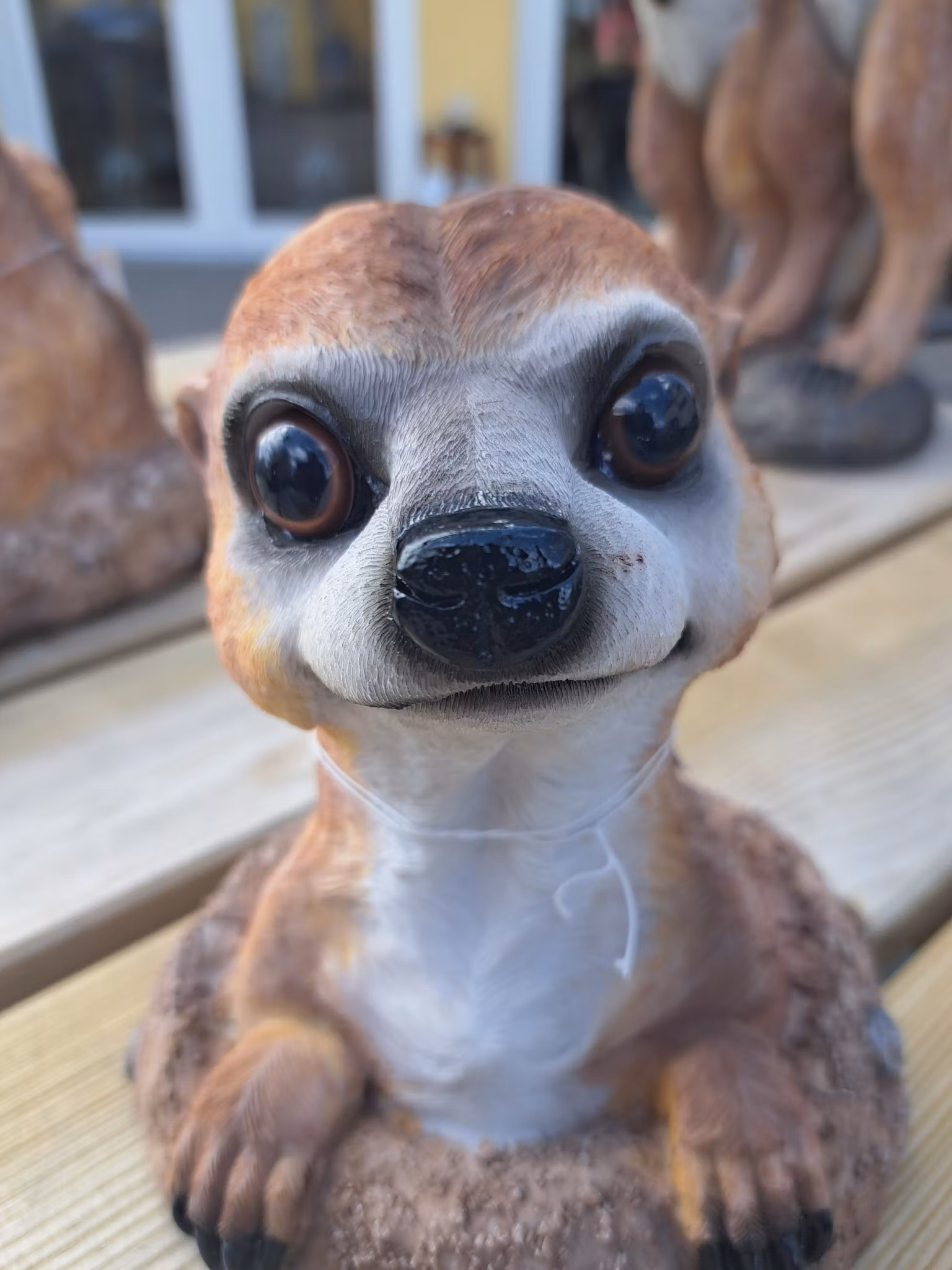 Meerkat grave